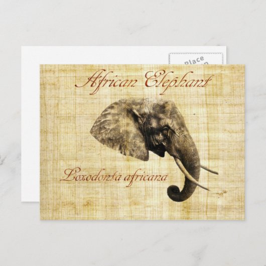 Afrikanischer Elefant Postkarte (Vorne/Hinten)