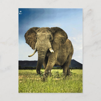 Afrikanischer Elefant Postkarte