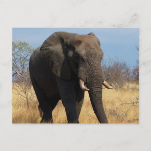 Afrikanischer Elefant Postkarte