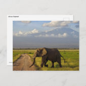 Afrikanischer Elefant Postkarte (Vorne/Hinten)
