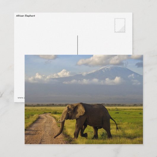 Afrikanischer Elefant Postkarte (Vorne/Hinten)