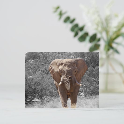 Afrikanischer Elefant Postkarte (Stehend Vorderseite)