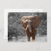 Afrikanischer Elefant Postkarte (Vorne/Hinten)