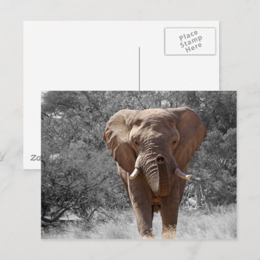 Afrikanischer Elefant Postkarte (Vorne/Hinten)