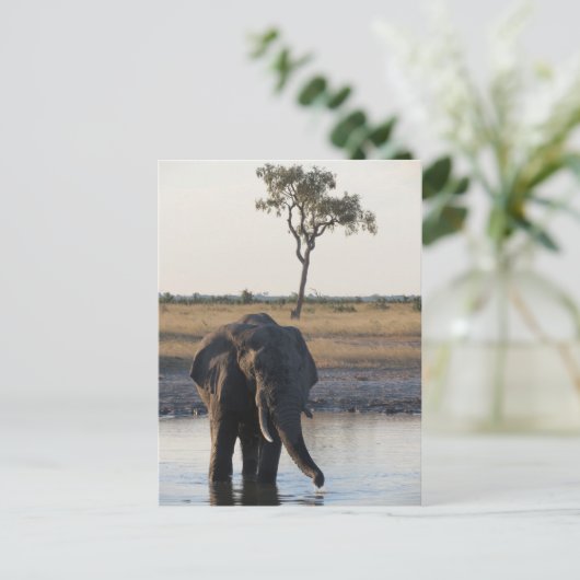 Afrikanischer Elefant Postkarte (Stehend Vorderseite)