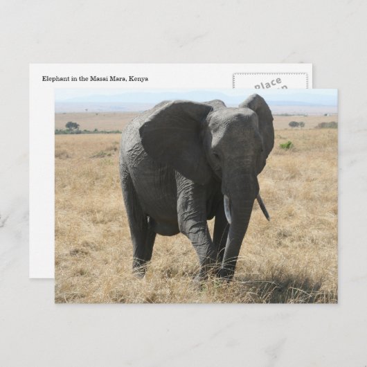 afrikanischer Elefant Postkarte (Vorne/Hinten)
