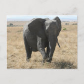 afrikanischer Elefant Postkarte (Vorderseite)