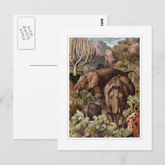 Afrikanischer Elefant Postkarte (Vorne/Hinten)