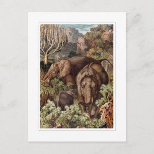 Afrikanischer Elefant Postkarte