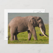 Afrikanischer Elefant, Schutzgebiet Ngorongoro Postkarte (Vorne/Hinten)
