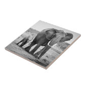 Afrikanischer Elefant u. Kälber | Kenia, Afrika Fliese (Seite)