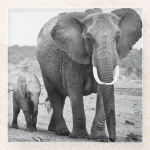 Afrikanischer Elefant u. Kälber   Kenia, Afrika Glasuntersetzer