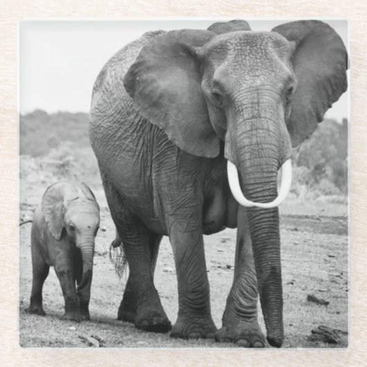 Afrikanischer Elefant u. Kälber | Kenia, Afrika Glasuntersetzer (Vorderseite)