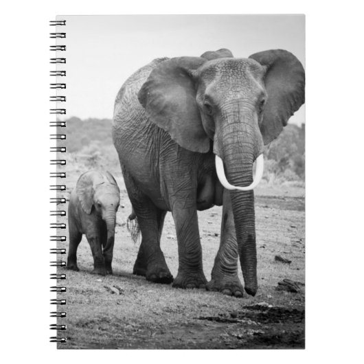 Afrikanischer Elefant u. Kälber | Kenia, Afrika Notizblock (Vorderseite)