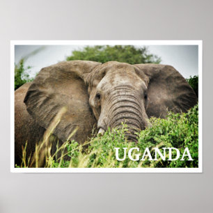 Afrikanischer Elefant, Uganda Poster
