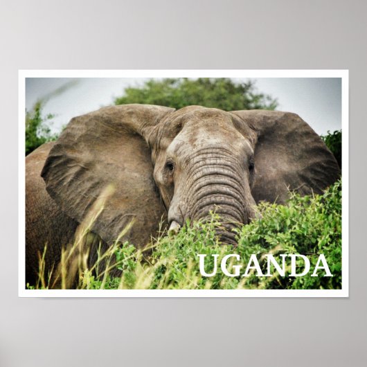Afrikanischer Elefant, Uganda Poster (Vorne)