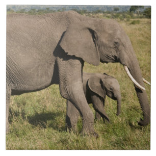 Afrikanischer Elefant und Jungtier (Loxodonta afri Fliese