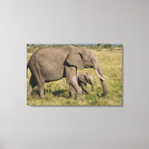 Afrikanischer Elefant und Jungtier (Loxodonta afri Leinwanddruck