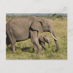 Afrikanischer Elefant und Jungtier (Loxodonta afri Postkarte