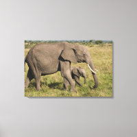 Afrikanischer Elefant und Scub (Loxodonta africana