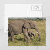 Afrikanischer Elefant und Scub (Loxodonta africana Postkarte (Vorne/Hinten)