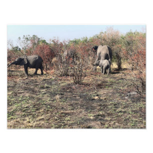 Afrikanischer Elefanten Bilderrahmen Fotodruck