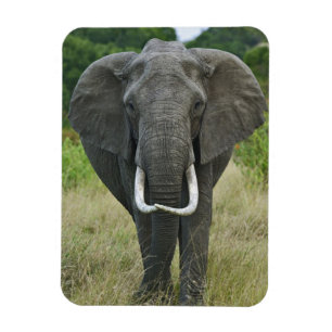 Afrikanischer Elefantloxodonta, Masai Mara Game Magnet