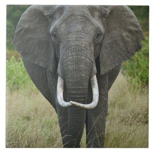 Afrikanischer Elefantna loxodonta, Masai Mara Game Fliese