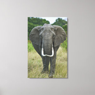 Afrikanischer Elefantna loxodonta, Masai Mara Game Leinwanddruck