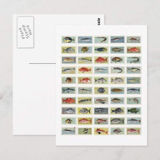 Afrikanischer Fisch Postkarte (Vorne/Hinten)