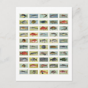 Afrikanischer Fisch Postkarte