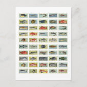 Afrikanischer Fisch Postkarte (Vorderseite)