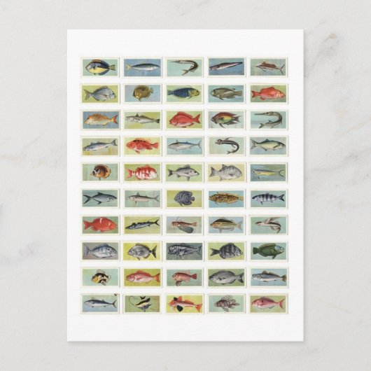 Afrikanischer Fisch Postkarte (Vorderseite)