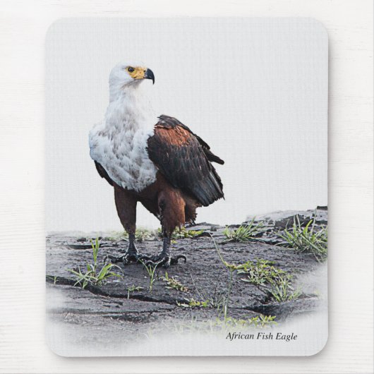 Afrikanischer Fischadler auf weißem Grund Mousepad (Vorne)