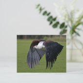Afrikanischer Fischadler im Flug Postkarte (Stehend Vorderseite)
