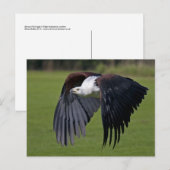 Afrikanischer Fischadler im Flug Postkarte (Vorne/Hinten)