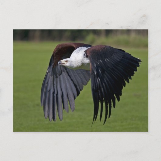 Afrikanischer Fischadler im Flug Postkarte (Vorderseite)