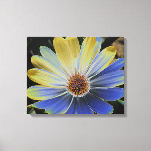 Afrikanischer Gänseblumen-Lapis und Gold Leinwandd Leinwanddruck