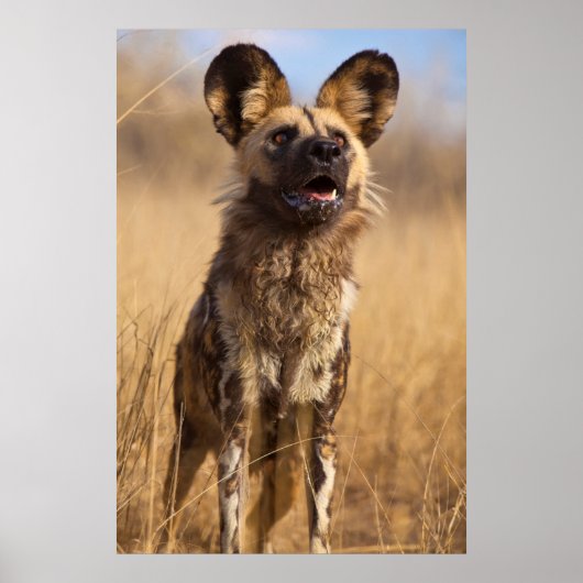 Afrikanischer Gemalter Wildhund Poster (Vorne)