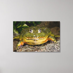 Afrikanischer grabender Ochsenfrosch, Pyxicephalus Leinwanddruck
