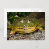 Afrikanischer grabender Ochsenfrosch, Pyxicephalus Postkarte (Vorne/Hinten)