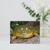 Afrikanischer grabender Ochsenfrosch, Pyxicephalus Postkarte (Stehend Vorderseite)