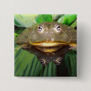 Afrikanischer Grabfrosch, Pyxicephalus 2 Button