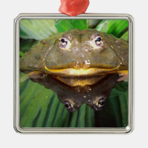 Afrikanischer Grabfrosch, Pyxicephalus 2 Ornament Aus Metall
