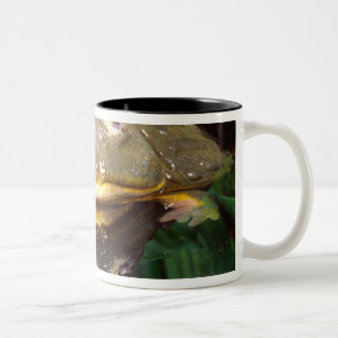 Afrikanischer Grabfrosch, Pyxicephalus 2 Zweifarbige Tasse
