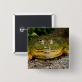 Afrikanischer Grabfrosch, Pyxicephalus Button (Vorne & Hinten)