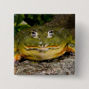 Afrikanischer Grabfrosch, Pyxicephalus Button