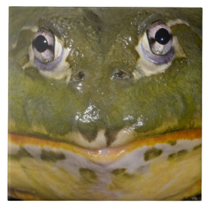 Afrikanischer Grabfrosch, Pyxicephalus Fliese