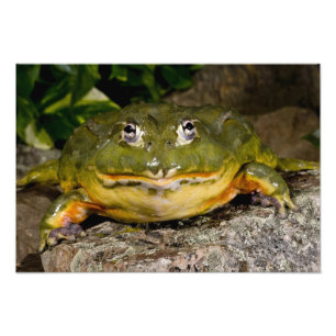 Afrikanischer Grabfrosch, Pyxicephalus Fotodruck
