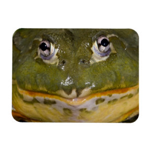 Afrikanischer Grabfrosch, Pyxicephalus Magnet